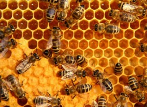 beehive honeycomb beeswax propolis