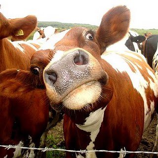 sceptical-cow.jpg