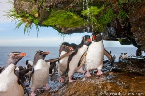 showering penguins vegan beauty