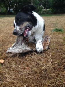 vegan dog nutrition dog chewing driftwood